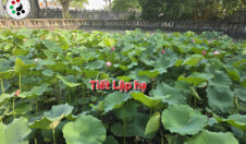 Tiết Lập hạ năm 2026