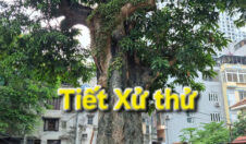 Tiết Xử thử năm Bính Ngọ