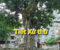 Tiết Xử thử năm Bính Ngọ